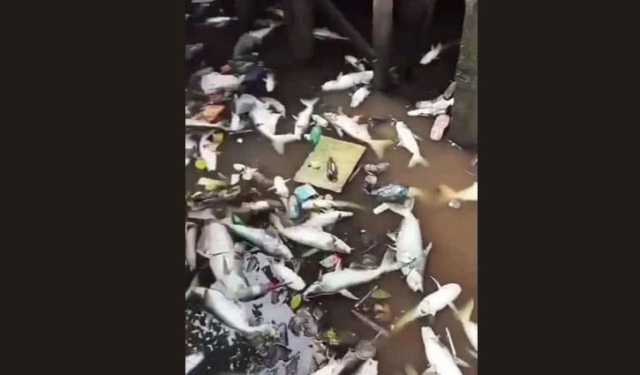 মরে ভেসে উঠল পুকুর ভর্তি মাছ