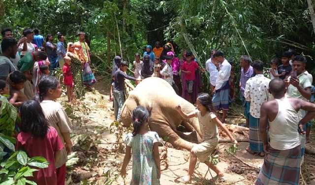 শেরপুরে বন্যহাতির মরদেহ উদ্ধার