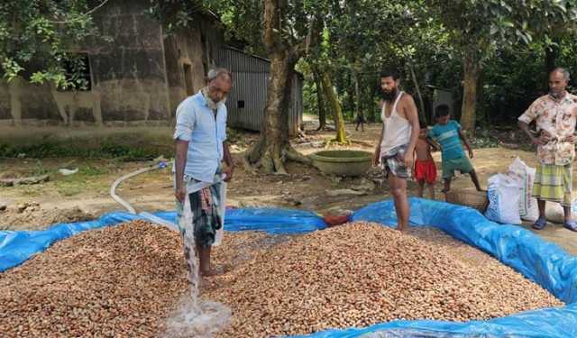 কাঁঠালের বিচি বিক্রি করে আয় ও কর্মসংস্থান
