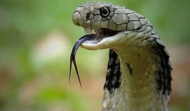 নাচোলে সাপের কামড়ে ২ নারীর মৃত্যু