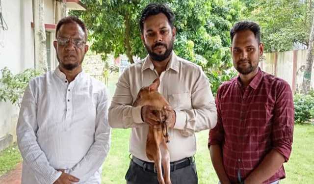 ফটিকছড়িতে মায়া হরিণের শাবক উদ্ধার 