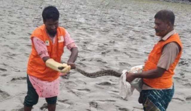 খুলনায় উদ্ধারকৃত অজগর সুন্দরবনে অবমুক্ত