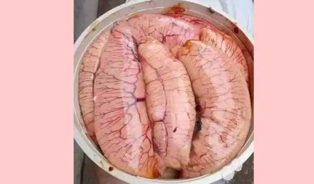 চাঁদপুরের বড়স্টেশন ঘটে ইলিশের ডিম মিলছে না