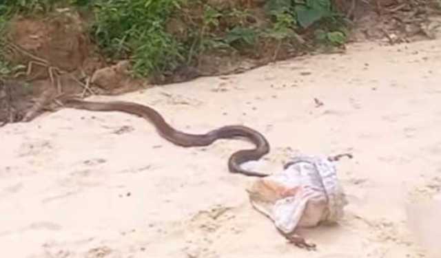 সাতছড়ি উদ্যানে কিং কোবরা সাপ অবমুক্ত
