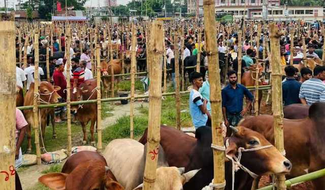 কুমিল্লায় পশুহাটে ১৫০০ কোটি টাকার লেনদেনের সম্ভাবনা