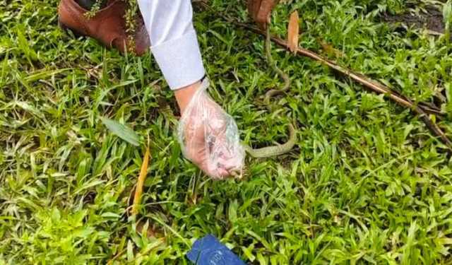 কলাপড়ায় ২টি কালনাগিনী সাপ উদ্ধার, পরে অবমুক্ত