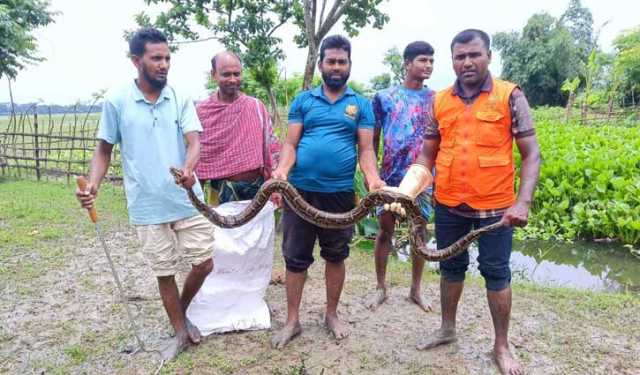 সুন্দরবন সংলগ্ন লোকালয় থেকে অজগর উদ্ধার