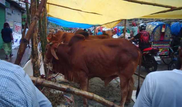 শনির আখড়া পশুরহাটে জমজমাট বিক্রি