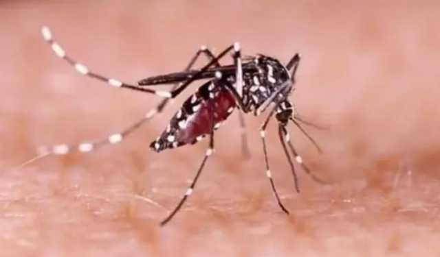বরিশাল বিভাগে ১৩৮ জন ডেঙ্গু আক্রান্ত