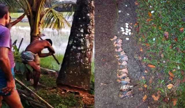 তালগাছ কেটে শতাধিক বাবুই পাখির ছানা হত্যায় ২ মামলা