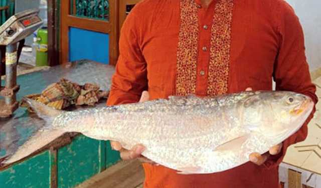চাঁদপুরে এক ইলিশ বিক্রি হলো ১৩ হাজার টাকায়