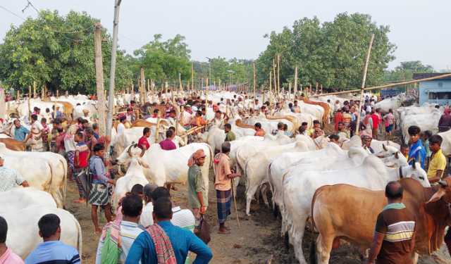 চাঁপাইনবাবগঞ্জে কোরবানিতে ৯০০ কোটি টাকার পশু বাণিজ্য