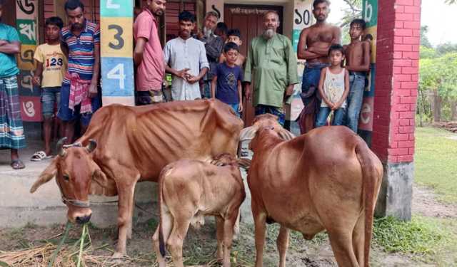 পায়ের ছাপ’ অনুসরণ করে চোরের ডেরায় জনতা, ৩টি গরুসহ চোর আটক