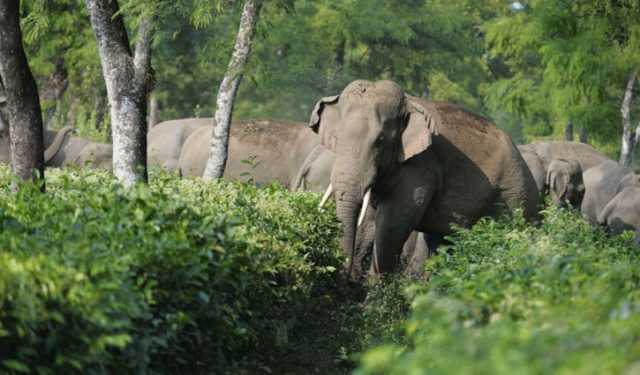 চকরিয়ায় বন্যহাতির আক্রমণে গর্ভবতী নারী নিহত
