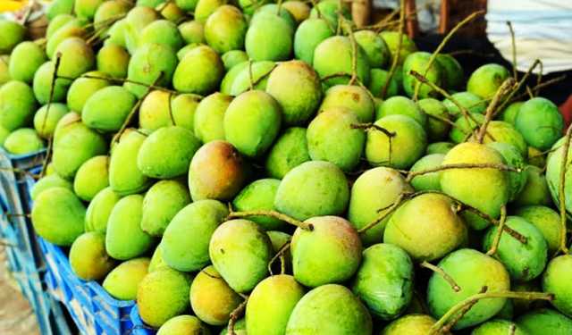 রংপুরে আনুষ্ঠানিকভাবে হাঁড়িভাঙা আম বাজারজাতকরণ শুরু