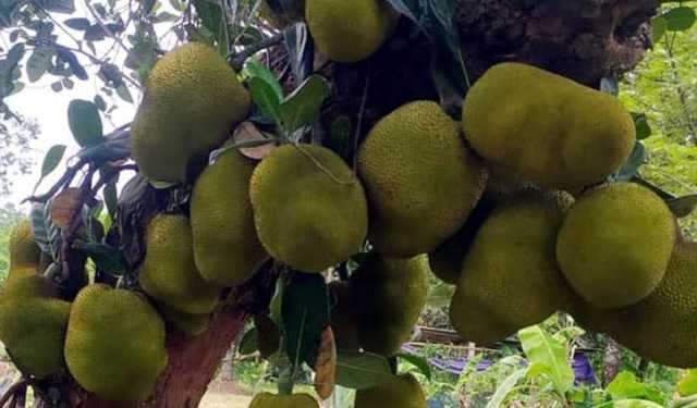 গাজীপুরের কাঁঠাল পেল জিআই স্বীকৃতি, বিশ্ববাজারে সম্ভাবনা