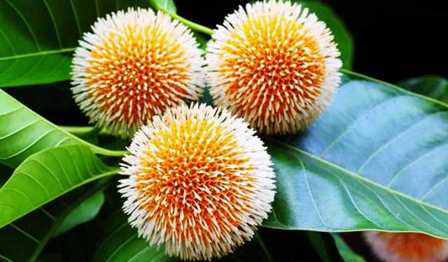 কদম ফুল যেন বর্ষার দূত