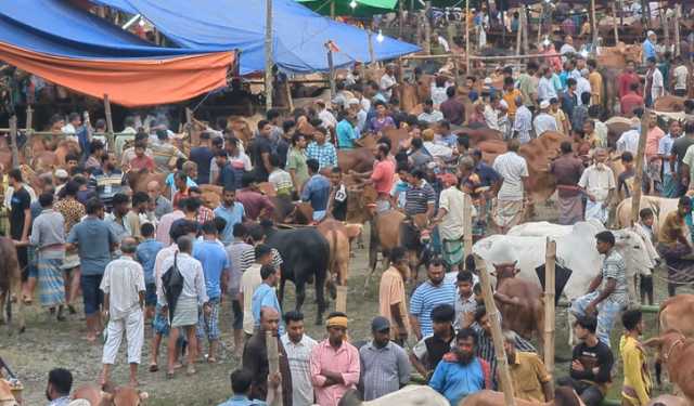 লক্ষ্মীপুরে কোরবানির হাট: কম দামে খুশি ক্রেতা, হতাশ বিক্রেতা