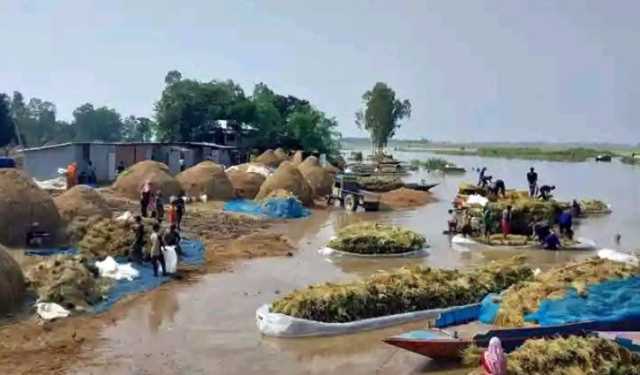 চলনবিলে আগাম বন্যা, বিপাকে নাটোরের কৃষকরা 
