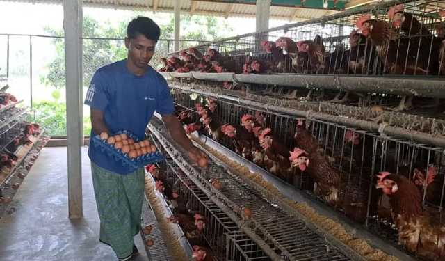 প্রতি ডিমে লস দুই থেকে আড়াই টাকা, দিশেহারা খামারিরা