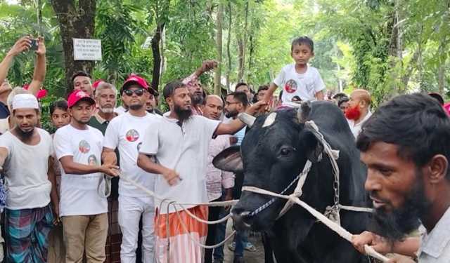 ৩৫ মণের ‘কালো মানিক’ নিয়ে খালেদা জিয়ার বাড়ির পথে কৃষক সোহাগ