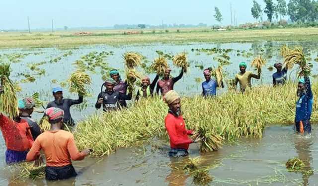 আকস্মিক বন্যা, পানির নিচে চলনবিলের ১১৩ হেক্টর জমির ধান  