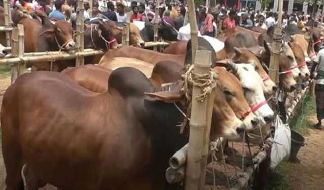 প্রভাবশালীদের কবজায় অস্থায়ী পশুর হাট 