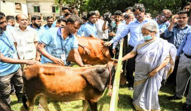 গরু-মহিষের ক্ষুরারোগ নিয়ন্ত্রণে ভ্যাকসিনে গুরুত্ব
