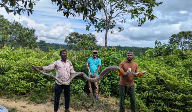 উখিয়ায় ১৪ ফুট বার্মিজ অজগর উদ্ধার