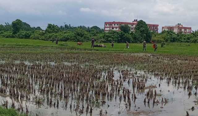 ঘাস খেতে খেতে সীমান্তের ওপারে ১০ গরু, ফেরত দিল বিএসএফ