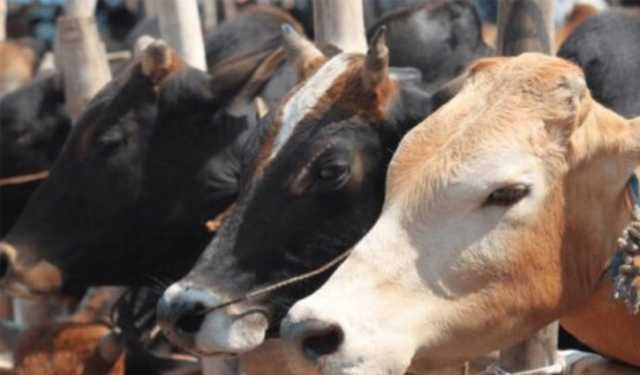 ঈদুল আজহায় দেশে ৯১ লাখ পশু কোরবানি