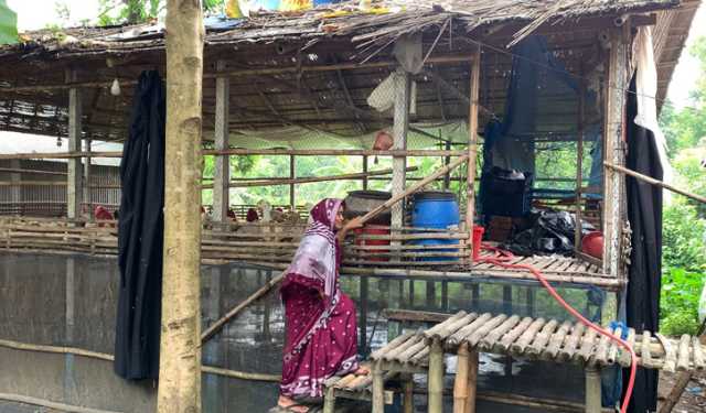 মুরগির শেডে হাঁস পালনে সফল কামরুন নাহার