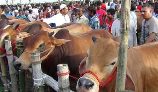 জমে উঠেছে রাজধানীর পশুর হাট: ছোট ও মাঝারি গরুর বিক্রি বেশি