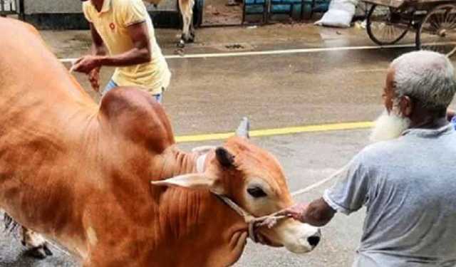 যেভাবে কোরবানি করতে হবে