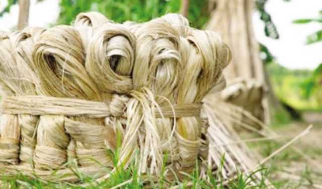 বাংলাদেশি পাট আমদানির ওপর ভারতের নিষেধাজ্ঞা 