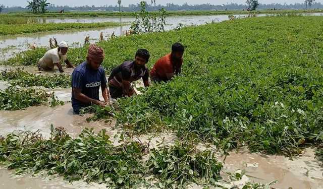 কুড়িগ্রামে বন্যায় ফসল হারিয়েছেন নদীপাড়ের কৃষকরা