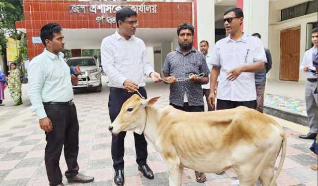 ২৩ বছর পর কারামুক্তি, অসহায় মাজেদকে গরু উপহার জেলা প্রশাসনের