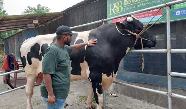 বিক্রি হয়নি ১১০০ কেজির ‘লাক্সারি প্রাডো’