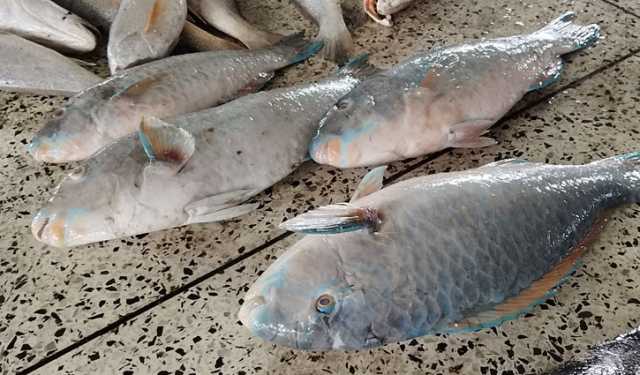 জেলের জালে বিরল প্রজাতির ৪ টিয়া মাছ
