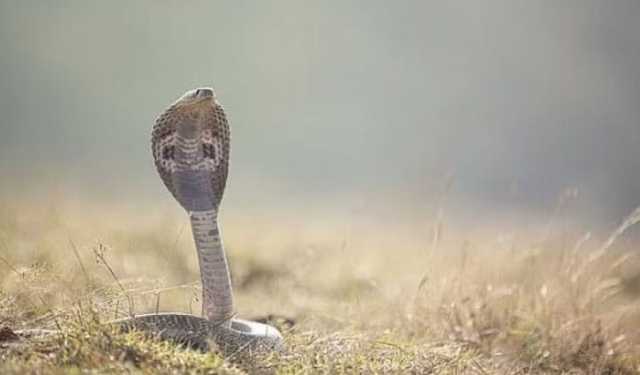 রৌমারীতে সাপের কামড়ে নারীর মৃত্যু