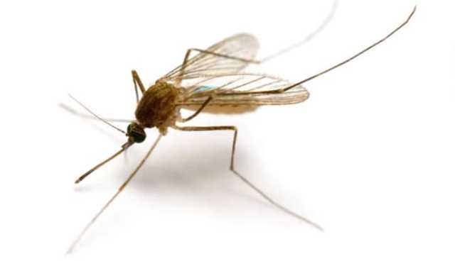 আইসল্যান্ডে প্রথমবারের মতো মশার সন্ধান