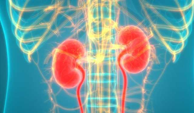 কিডনি রোগে আক্রান্তের সংখ্যায় ভারত বিশ্বে দ্বিতীয়