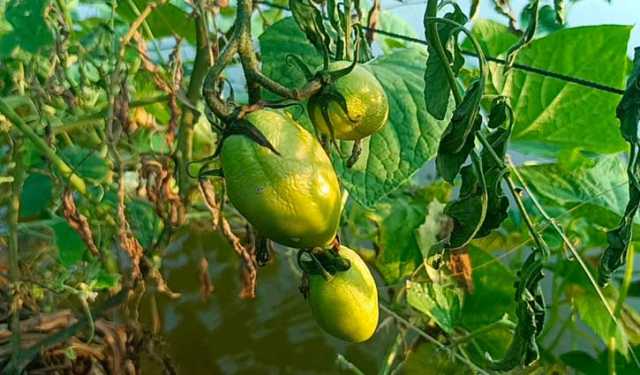 গোপালগঞ্জে মরছে টমেটো গাছ, কৃষক দিশেহারা 