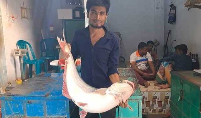 পদ্মা-মেঘনায় ঝাঁকে ঝাঁকে ধরা পড়ছে পাঙ্গাস