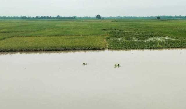 চাঁপাইনবাবগঞ্জে এক রাতের বৃষ্টিতে ৪৪৫৯ হেক্টর জমির ফসল ক্ষতির মুখে