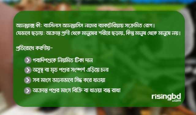 অ্যানথ্রাক্স কী, লক্ষণ ও প্রতিরোধের উপায়