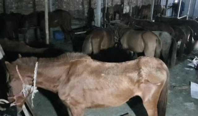 গাজীপুরে ৩৭টি রুগ্ন ঘোরা ও ৫ মণ মাংস জব্দ 