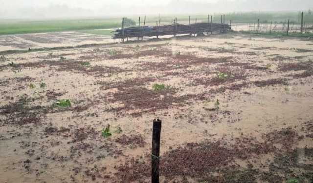 টাঙ্গাইলে রেকর্ড বৃষ্টি, শীতকালীন সবজির ক্ষতির শঙ্কা