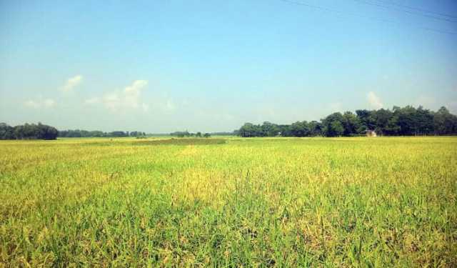 মৌলভীবাজারের মাঠে মাঠে সোনালী ধানের হাতছানি