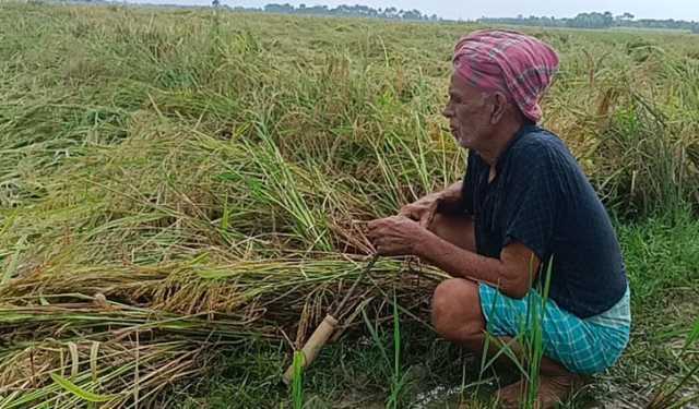 গোপালগঞ্জে আমনের ক্ষতির শঙ্কা, ধান কাটার পরামর্শ কৃষি বিভাগের 